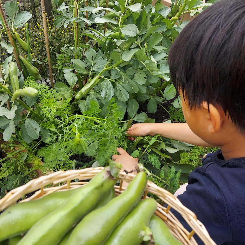 家庭菜園　収穫　子供