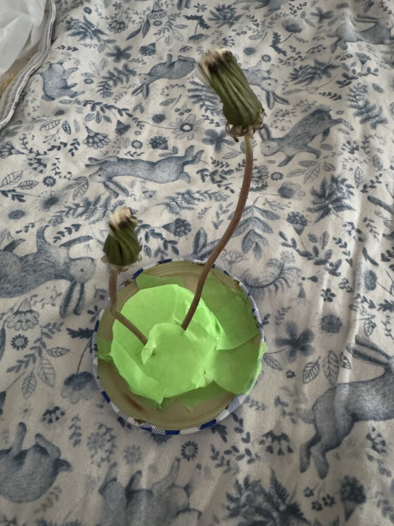 綿毛が開く前のたんぽぽ