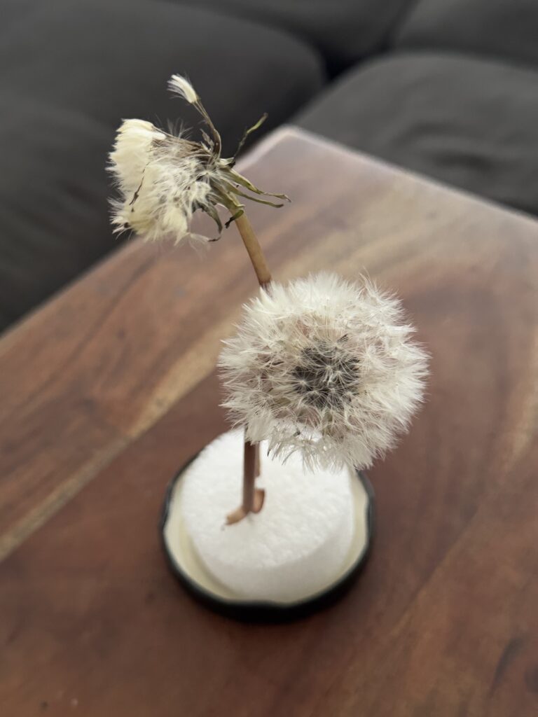 綿毛が開き始めたたんぽぽ