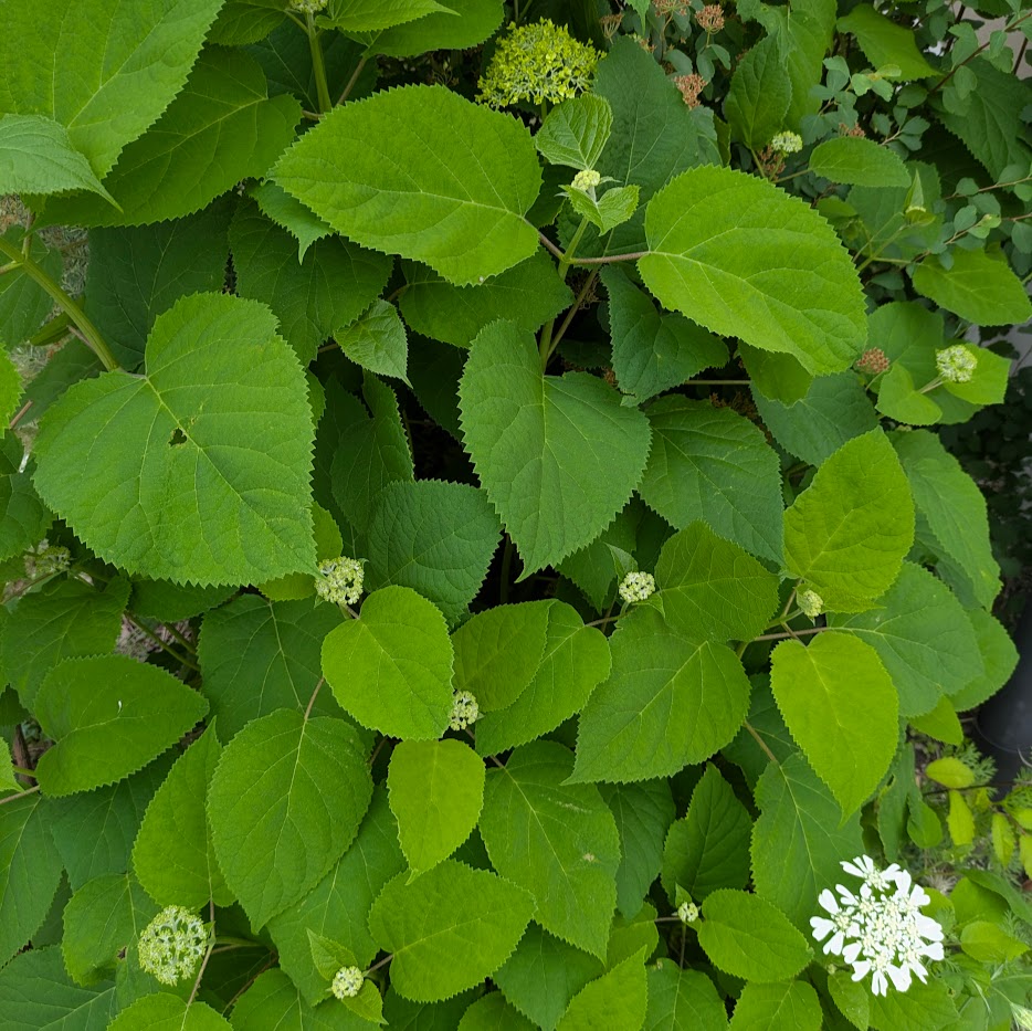 アナベル赤ちゃん 5月 コポ庭