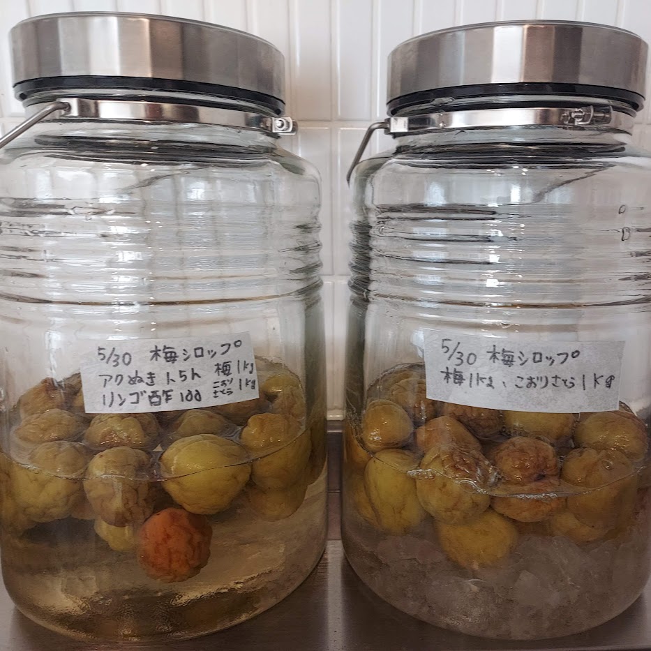 2024 梅シロップ仕込み実験　酢ありなし
