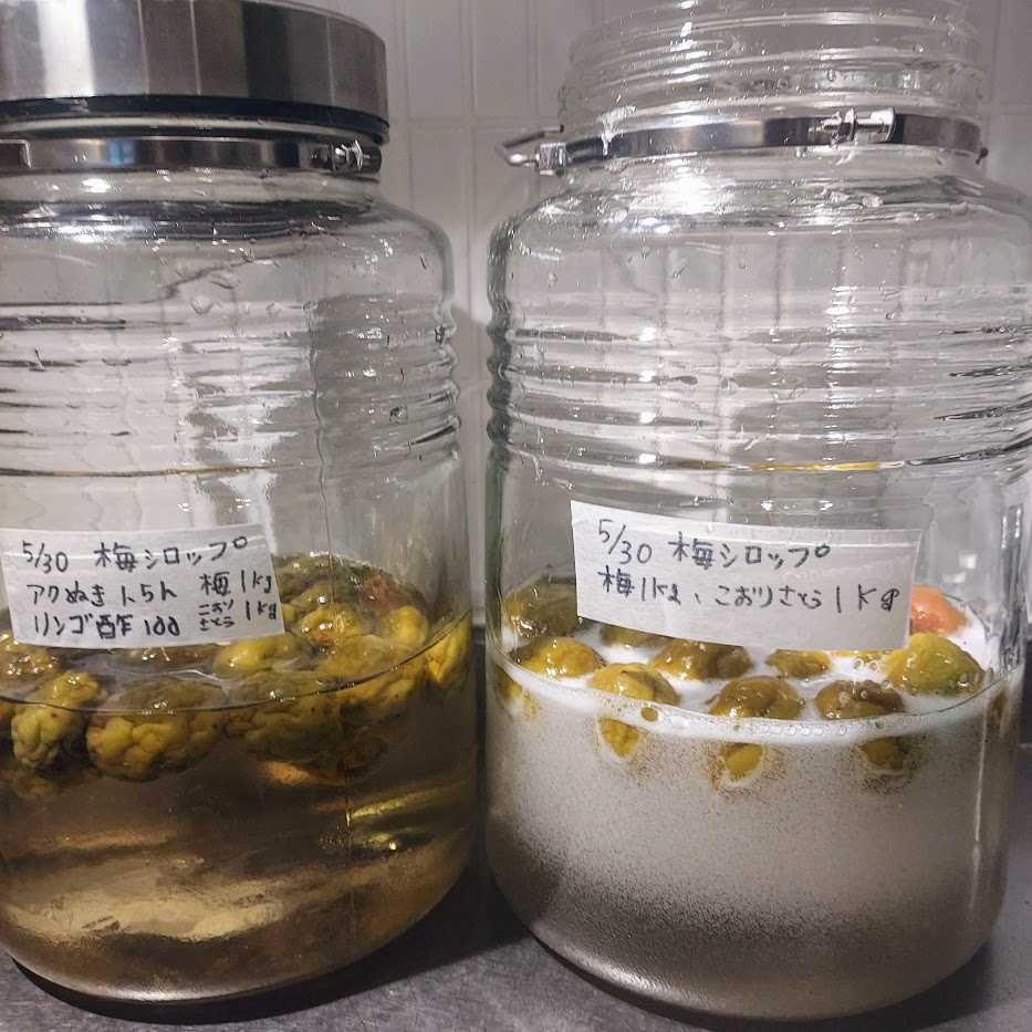 梅シロップ　失敗　２０２４