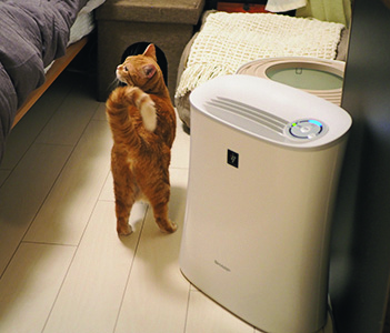 つむぎちゃん　猫