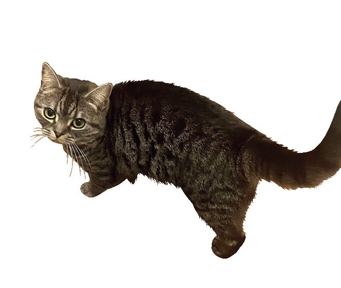 編集やまみさんのアメリカンショートヘア　ふくとがく