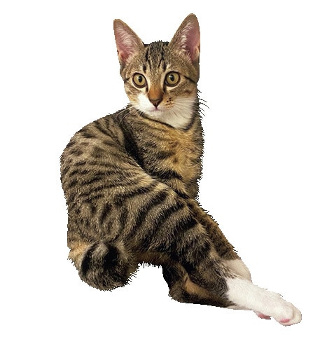 編集やまみさんのアメリカンショートヘア　