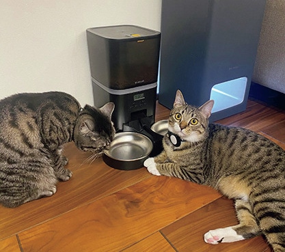 編集やまみさんのアメリカンショートヘア　ふくとがく　【エレコム】 ペット用自動給餌器PET-AF02シリーズ（約6L）￥8580（店頭実勢価格）