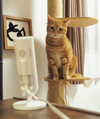 KX-HDN215-K￥27300　なつおさんのアメリカンショートヘア