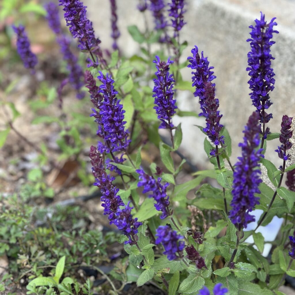 セージ　ガーデニング　花壇