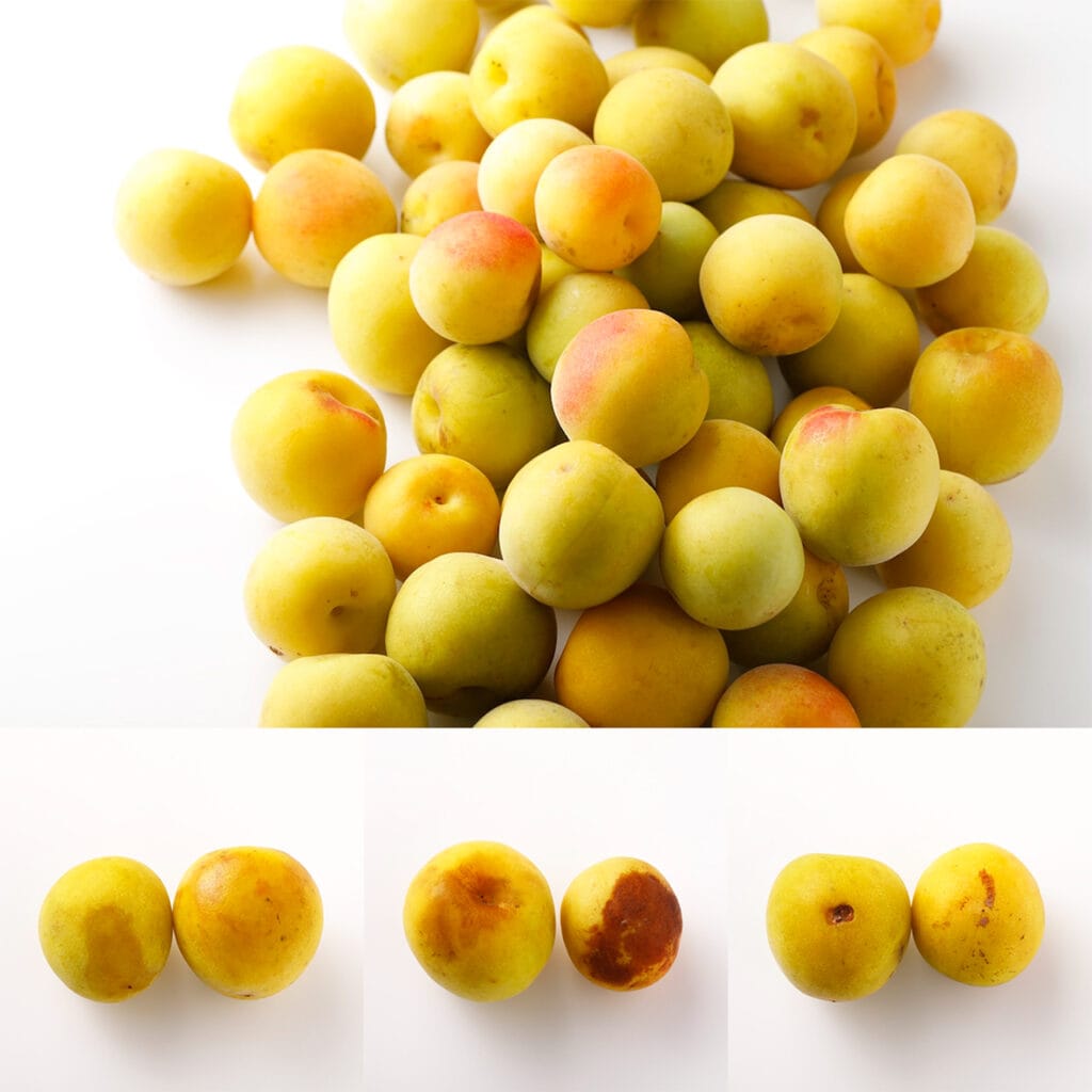 傷の有無などさまざまな状態の完熟梅