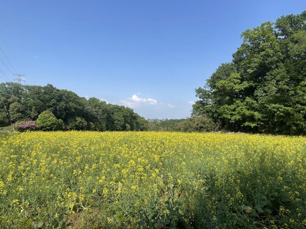 2025年5月撮影の七国山ファーマーズセンター横の菜の花畑。