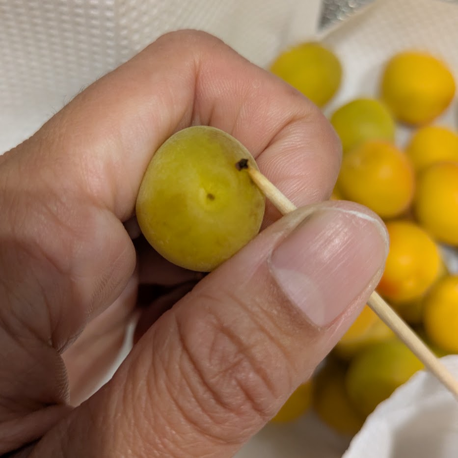 完熟小梅　へそとり　２０２５