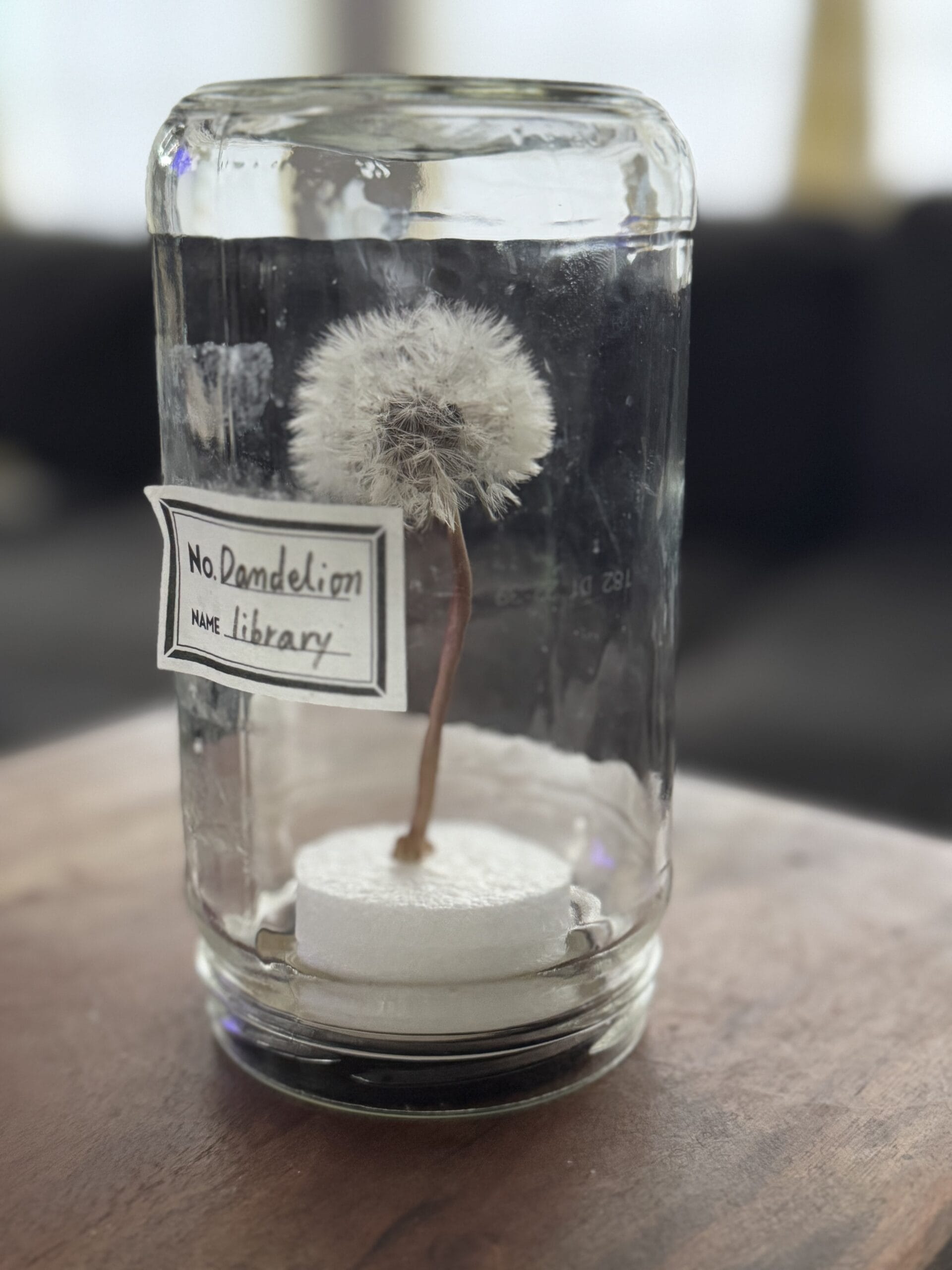 LEE100人隊が作ったたんぽぽのワタ毛の標本