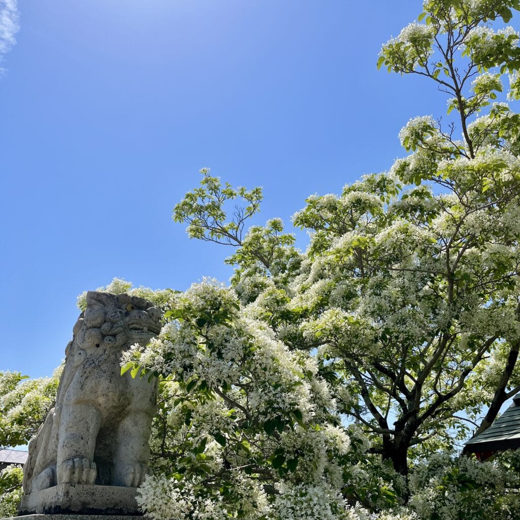 神社 なんじゃもんじゃ