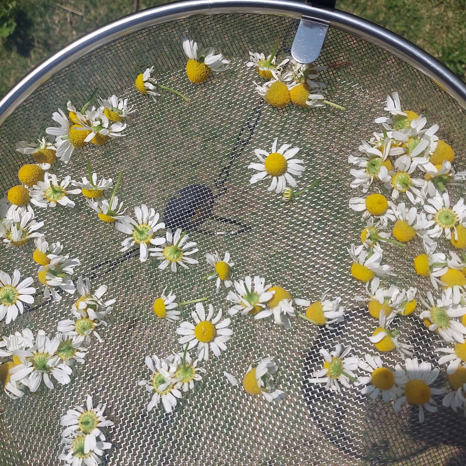 カモミール　干してみる　ティー