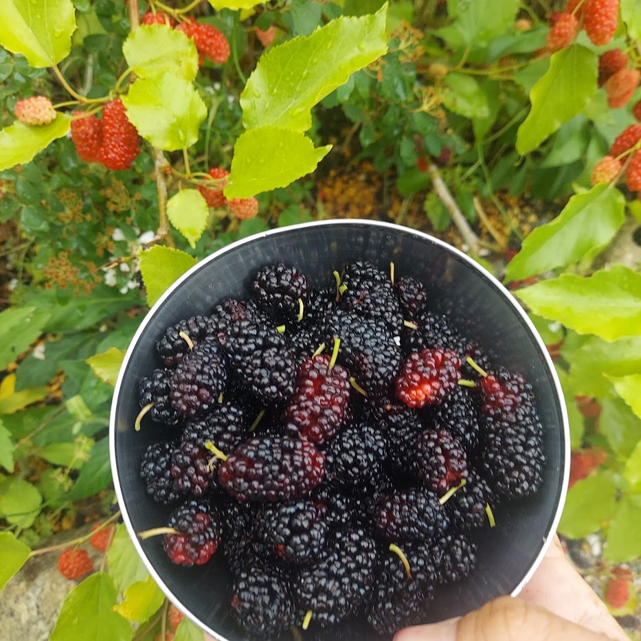 桑の実　マルベリー　家庭菜園