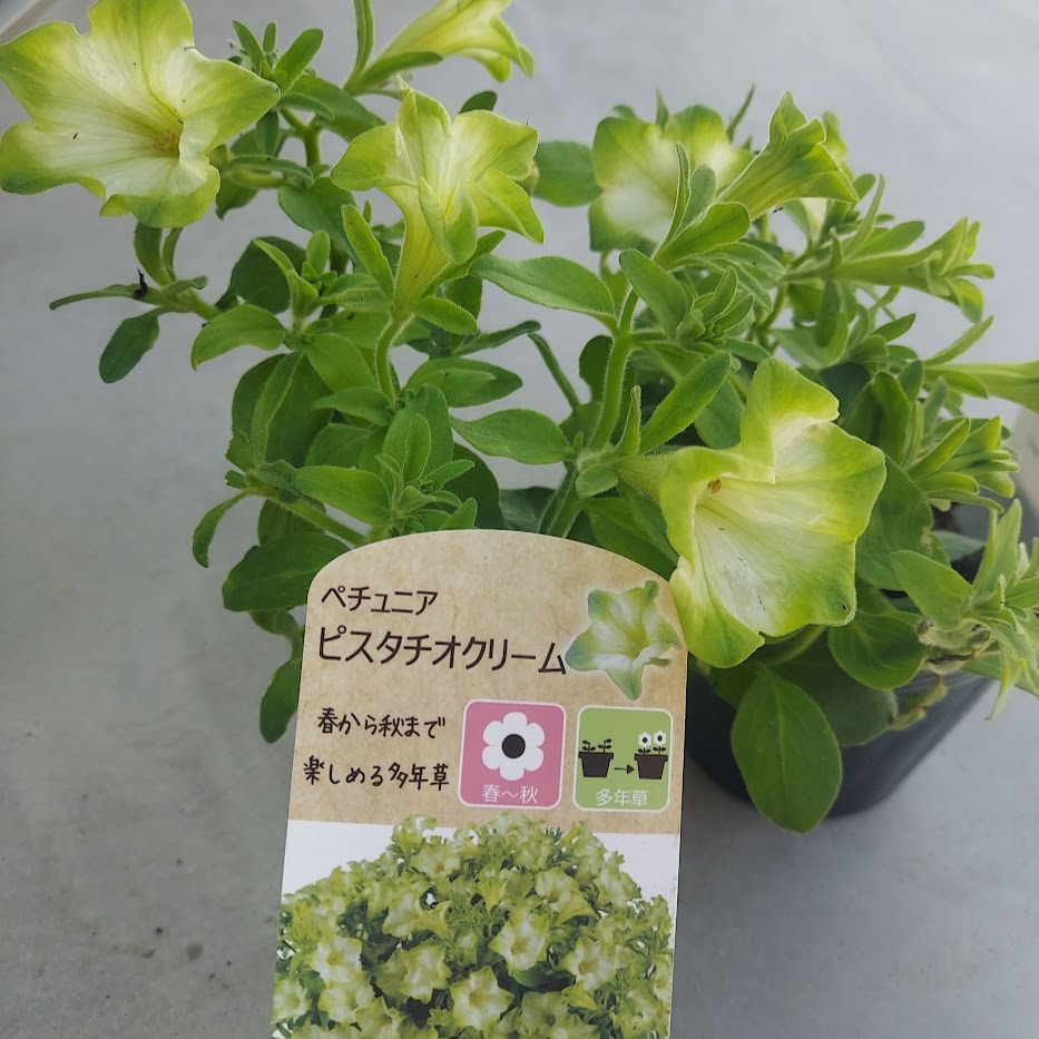 ペチュニア　ピスタチオクリーム　多年草