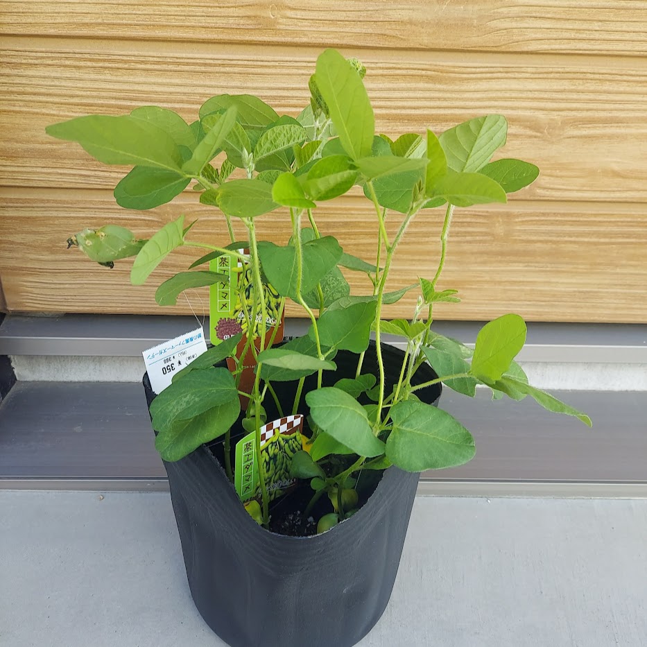 茶枝豆　野菜苗　憩いのガーデンファーム