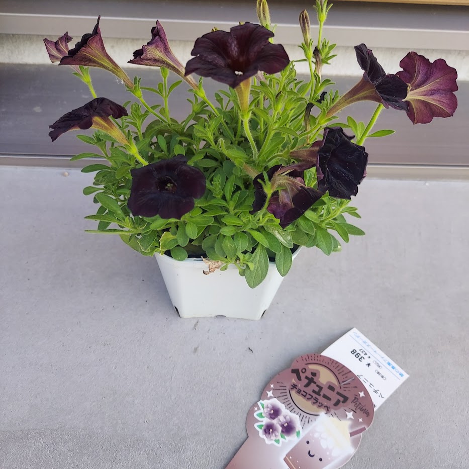 ペチュニアチョコブラック　憩いのガーデンファーム　茶色花