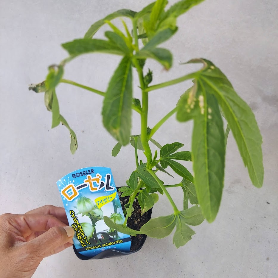 ローゼルアイボリー　憩いのガーデンファーム　ハーブ苗