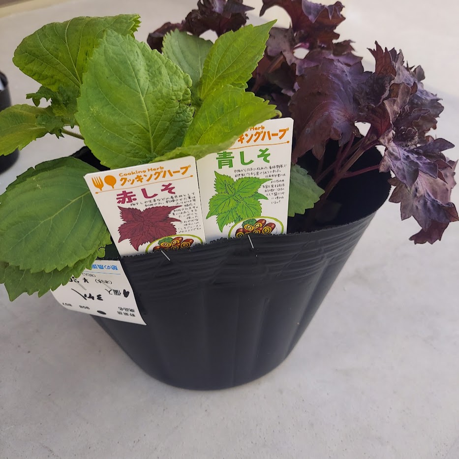 しそミックス　憩いのガーデンファーム　野菜苗