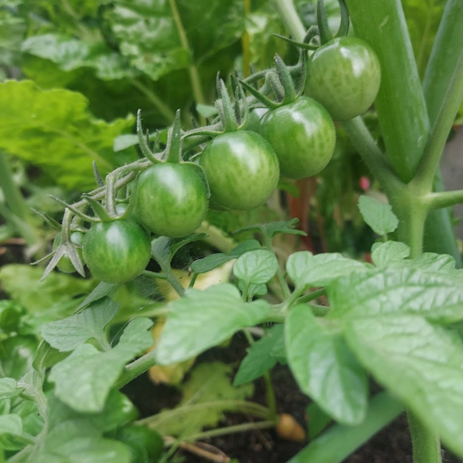コポ庭　家庭菜園　ミニトマト