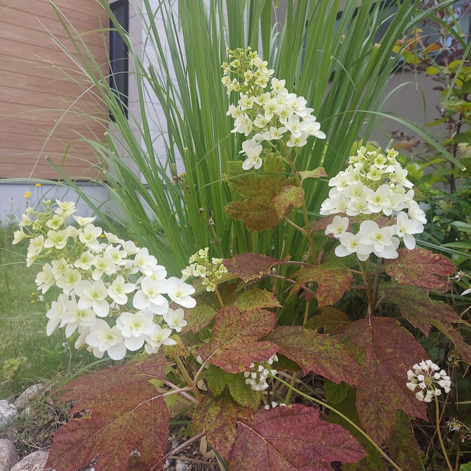 柏葉アジサイ　コポ庭　６月