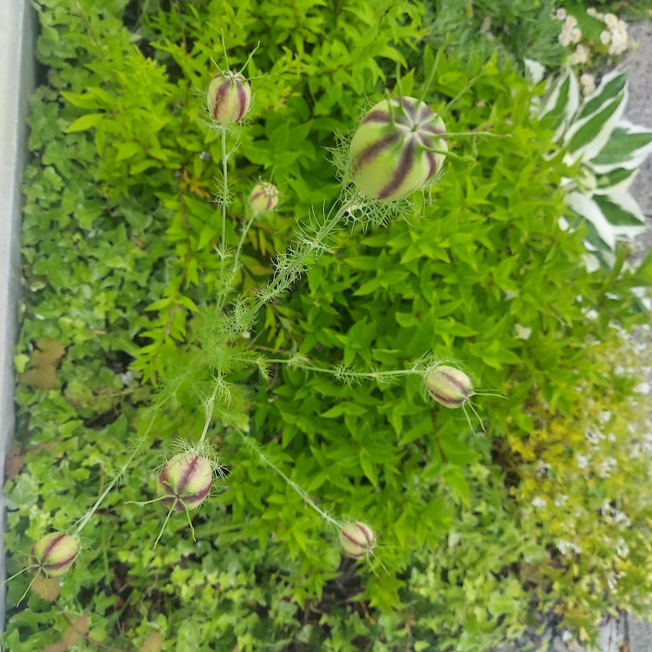 ニゲラ　春　種