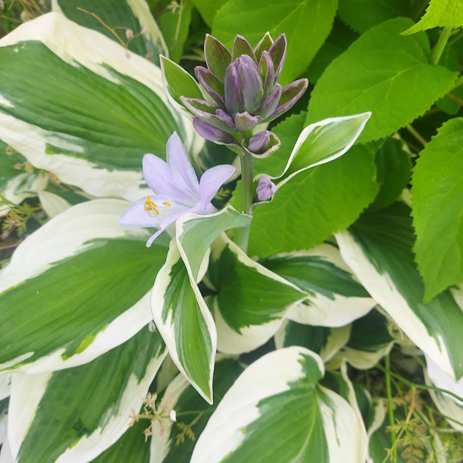 ギボウシ　コポ庭　春