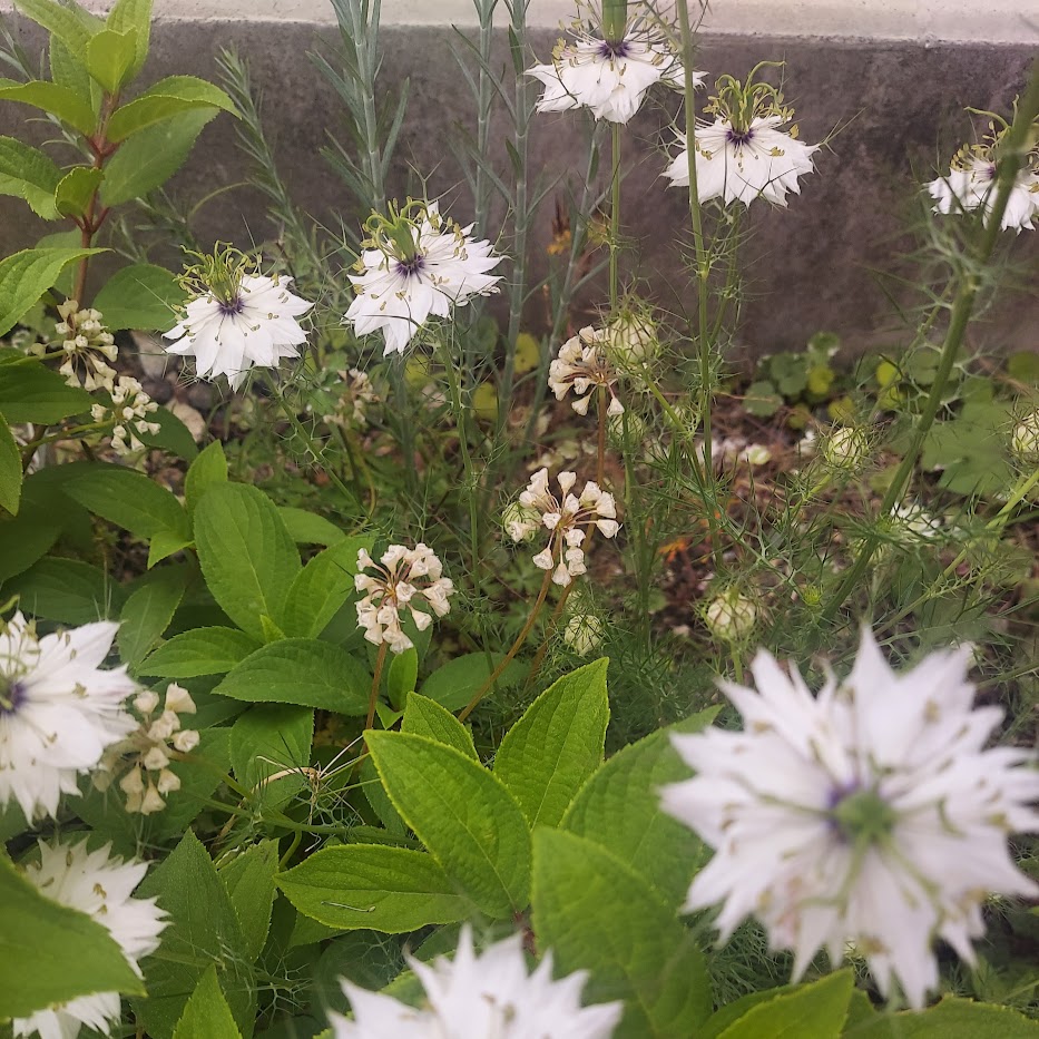 春庭　ニゲラ　北側