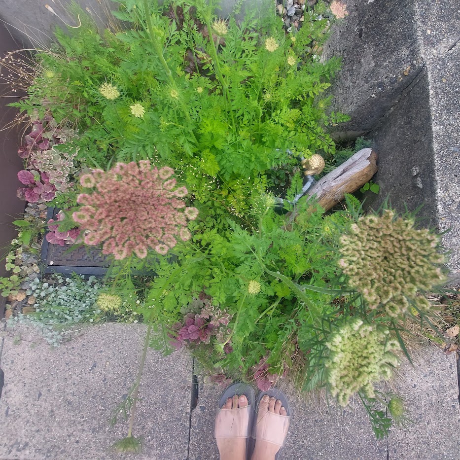 ブラックレースフラワー　コポ庭　６月