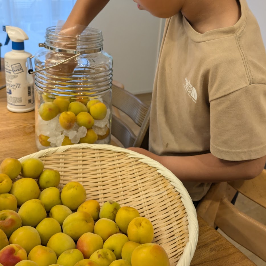 こどもと梅仕事　追熟　梅シロップ