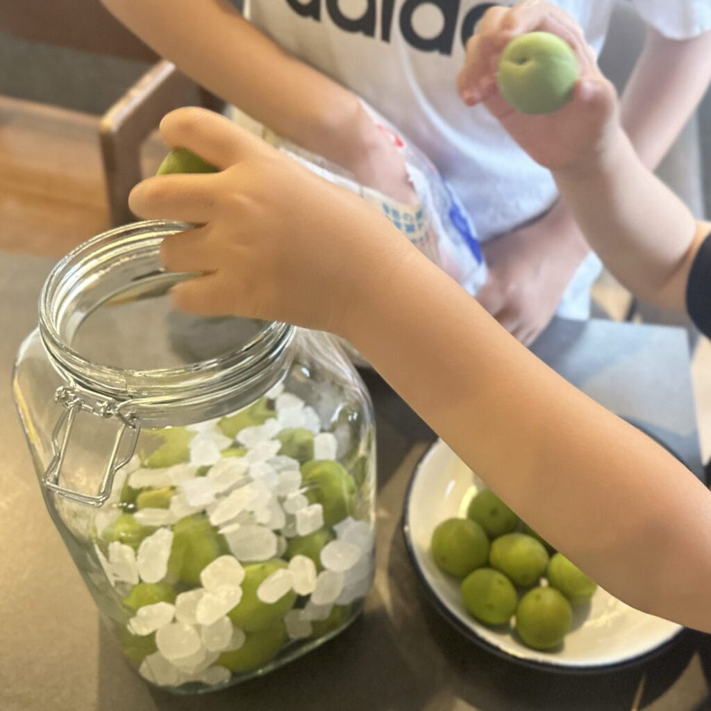 梅仕事　梅シロップづくり