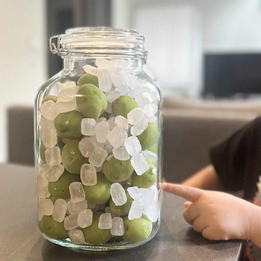 梅仕事　梅シロップづくり