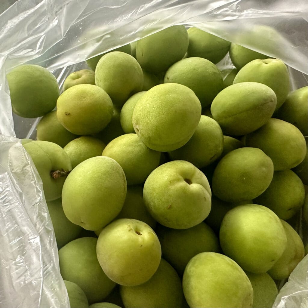 梅仕事　梅シロップづくり