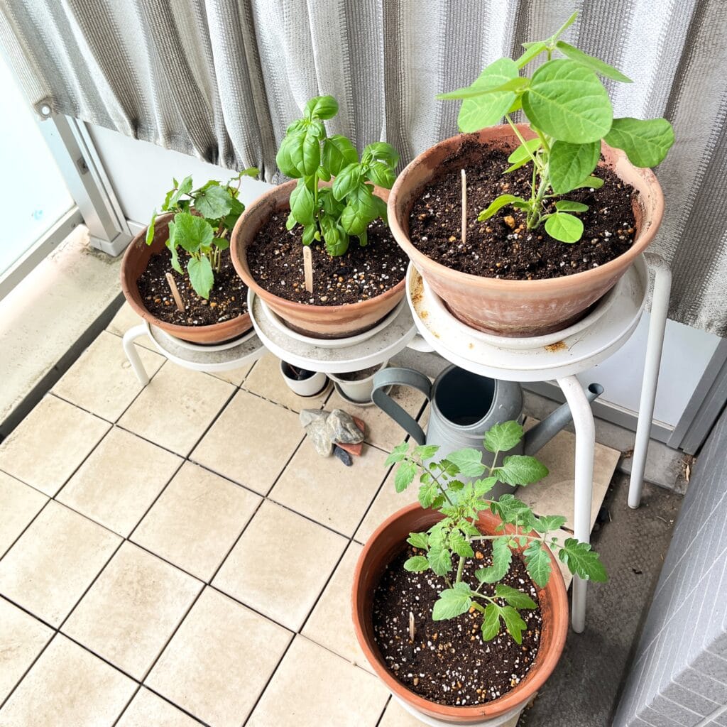 野菜　マンション　ベランダ