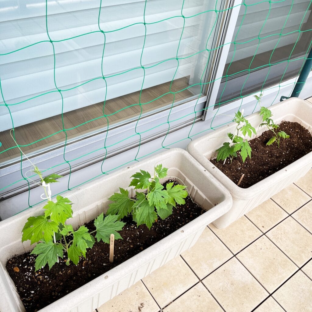 グリーンカーテン　マンション　ベランダ