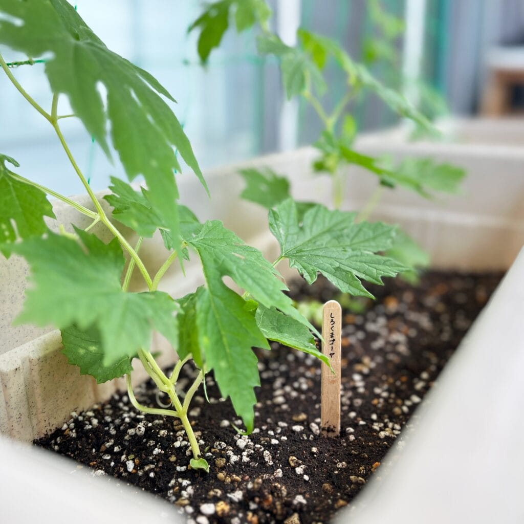 グリーンカーテン　マンション　ベランダ