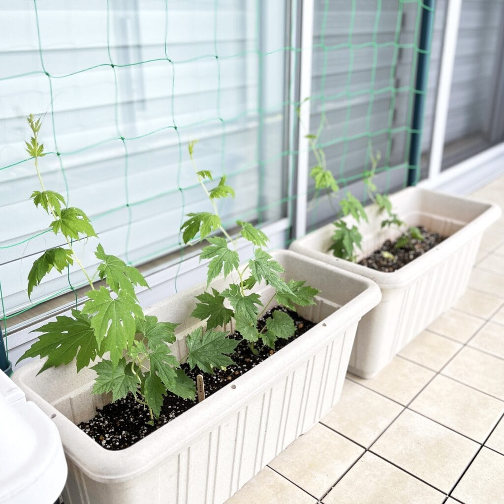 グリーンカーテン　マンション　ベランダ