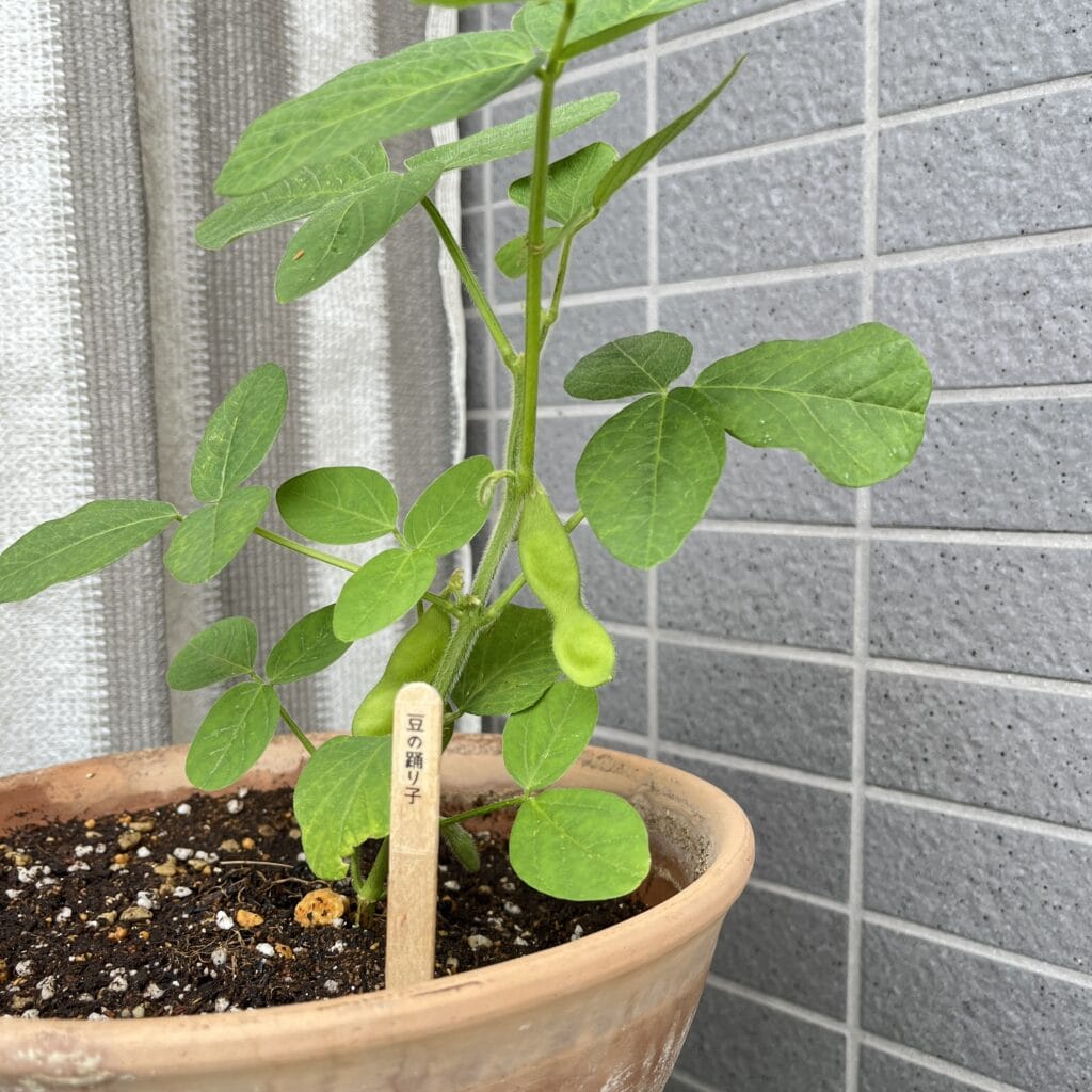 ミニトマト　マンション　ベランダ