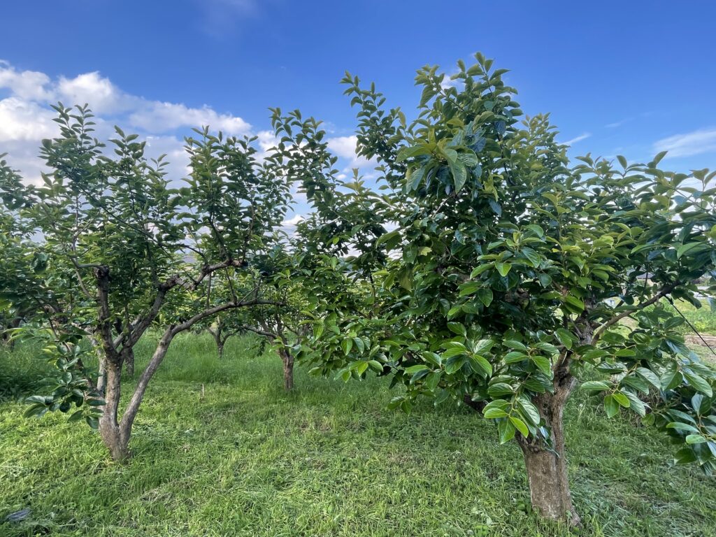 JIKE STUDIO前の柿畑。2025年6月撮影