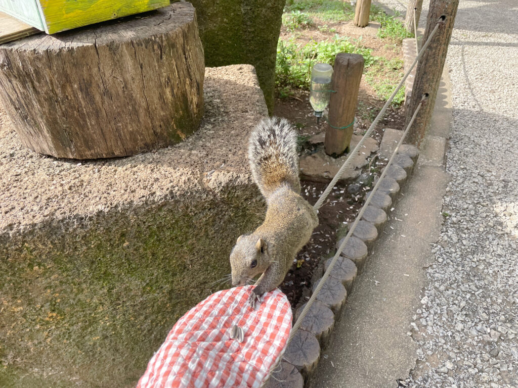 ひまわりの種に向かうタイワンリス。