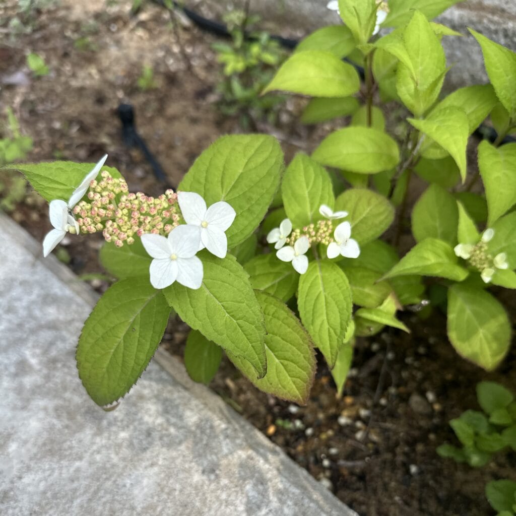 ヤマアジサイ　紅　あじさい