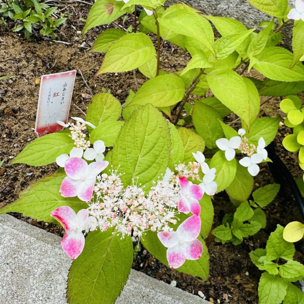 ヤマアジサイ　紅　ガーデニング