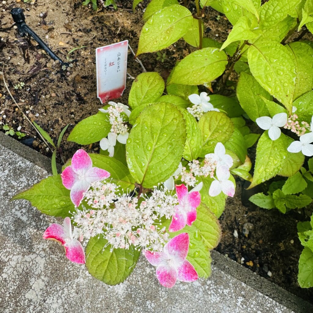 ヤマアジサイ　紅　ガーデニング
