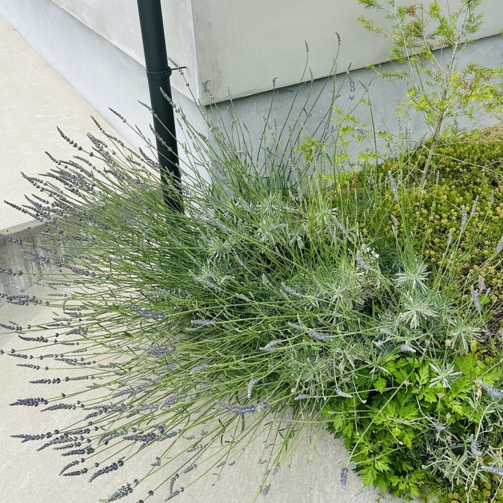 ラベンダー　グロッソ　ガーデニング