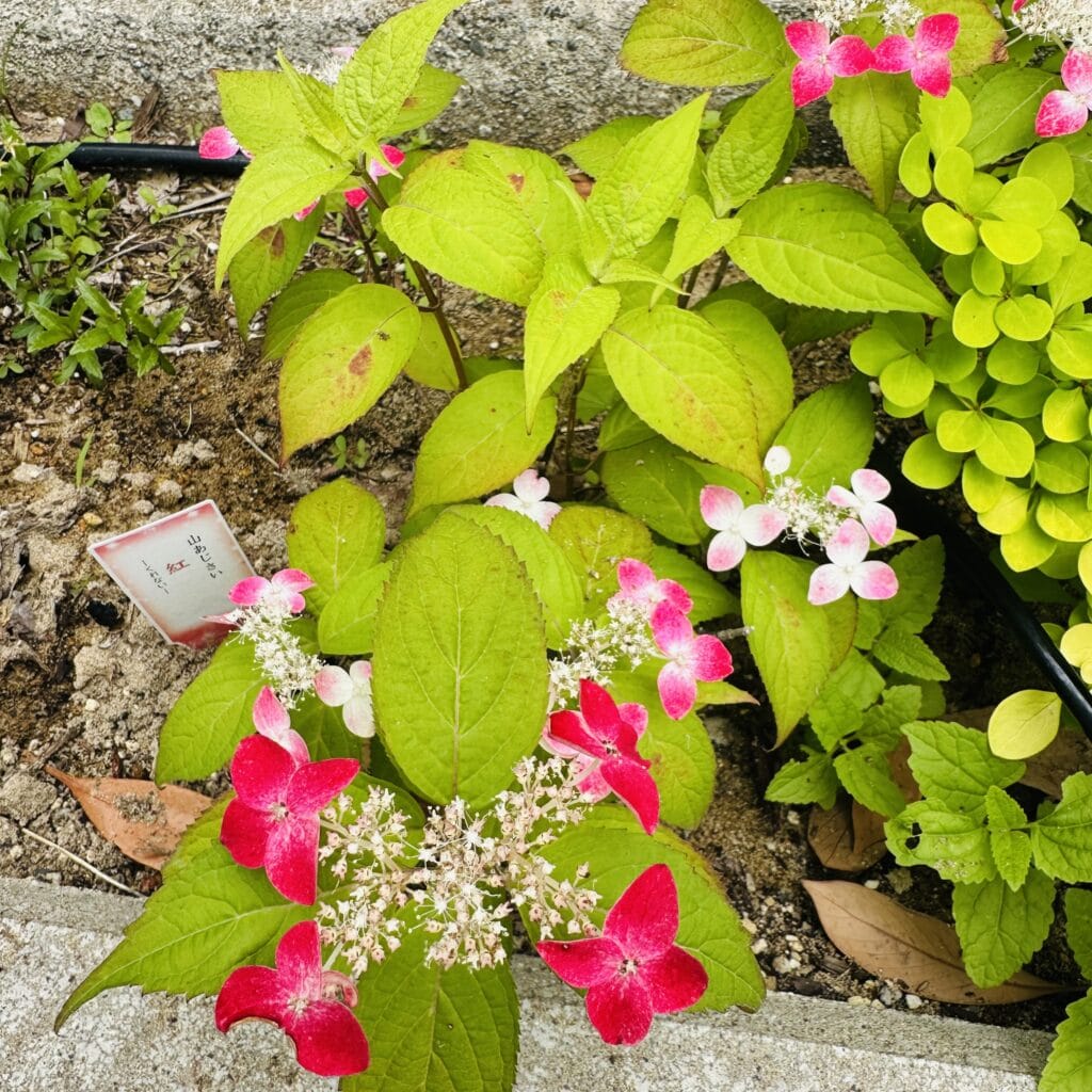 ヤマアジサイ　紅　あじさい