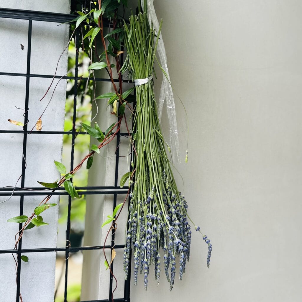 ラベンダー　グロッソ　ドライフラワー