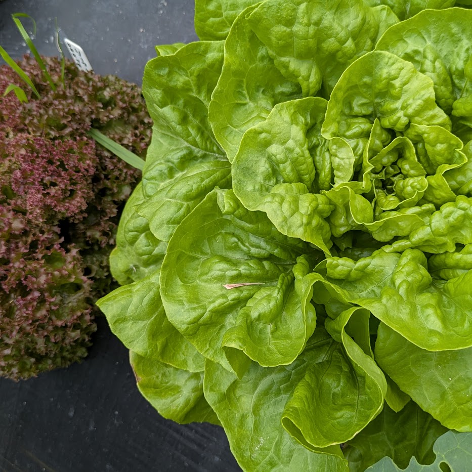 イキイキした葉野菜　菌ちゃん農法　高畝