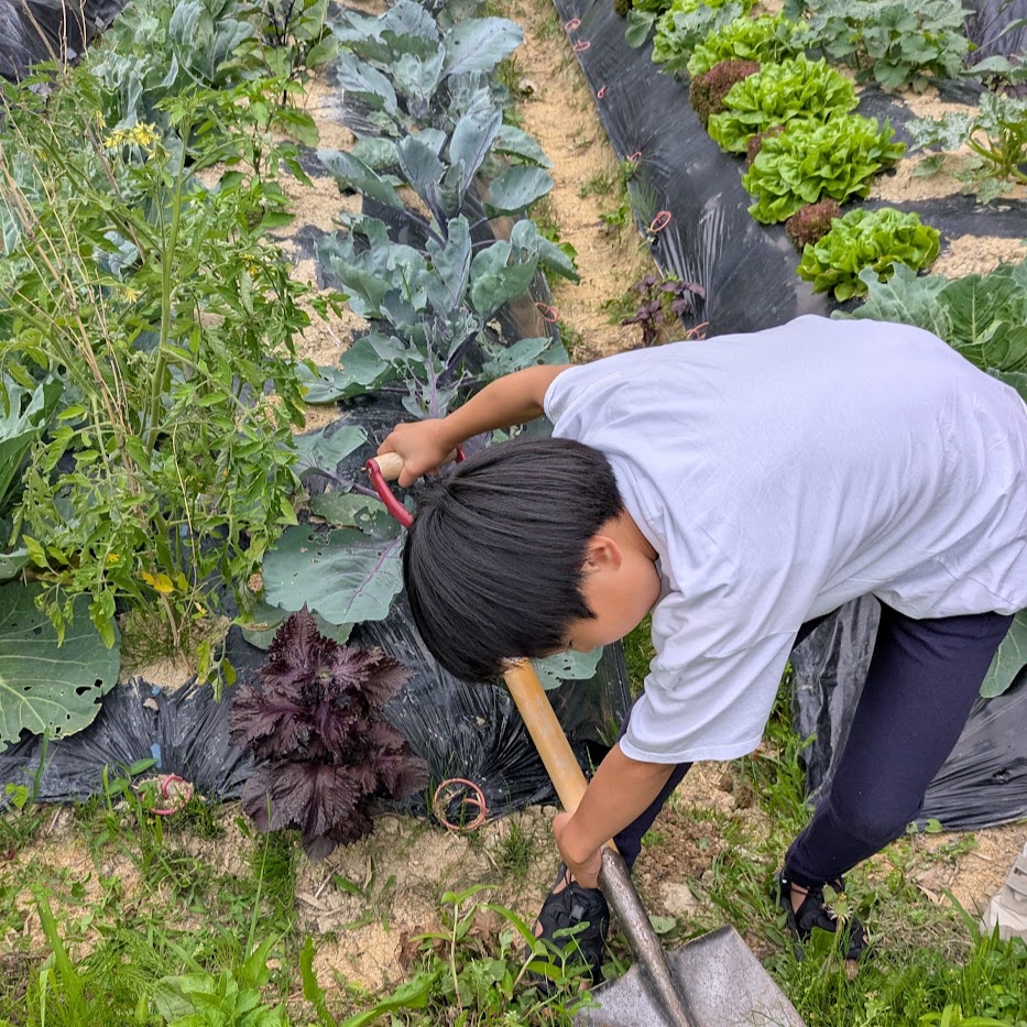 じゃがいもの畝　収穫体験　固定種