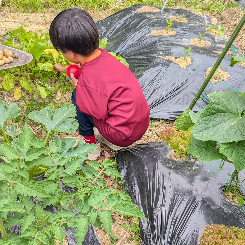 野菜収穫　畑　子供
